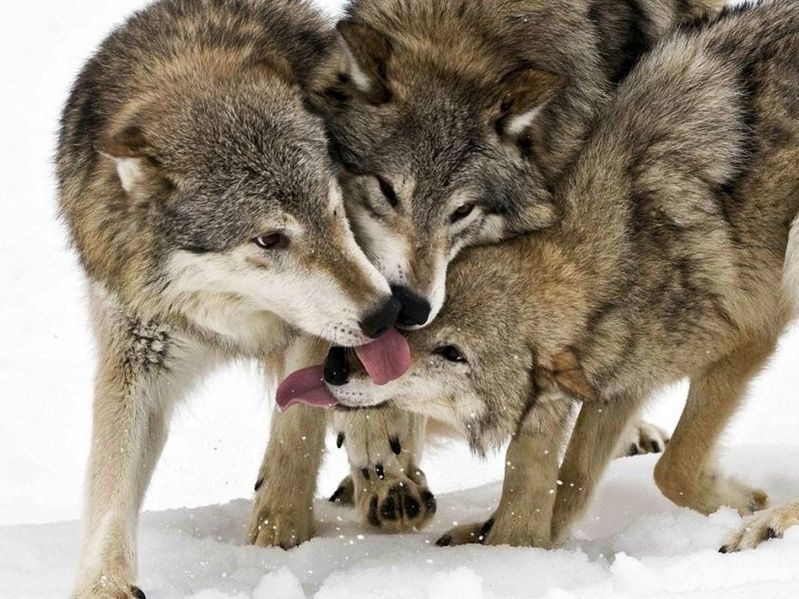 File:Wolves.jpg